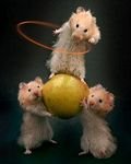 pic for Merry hamsters